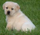 Vertical scroll image slideshow gallery